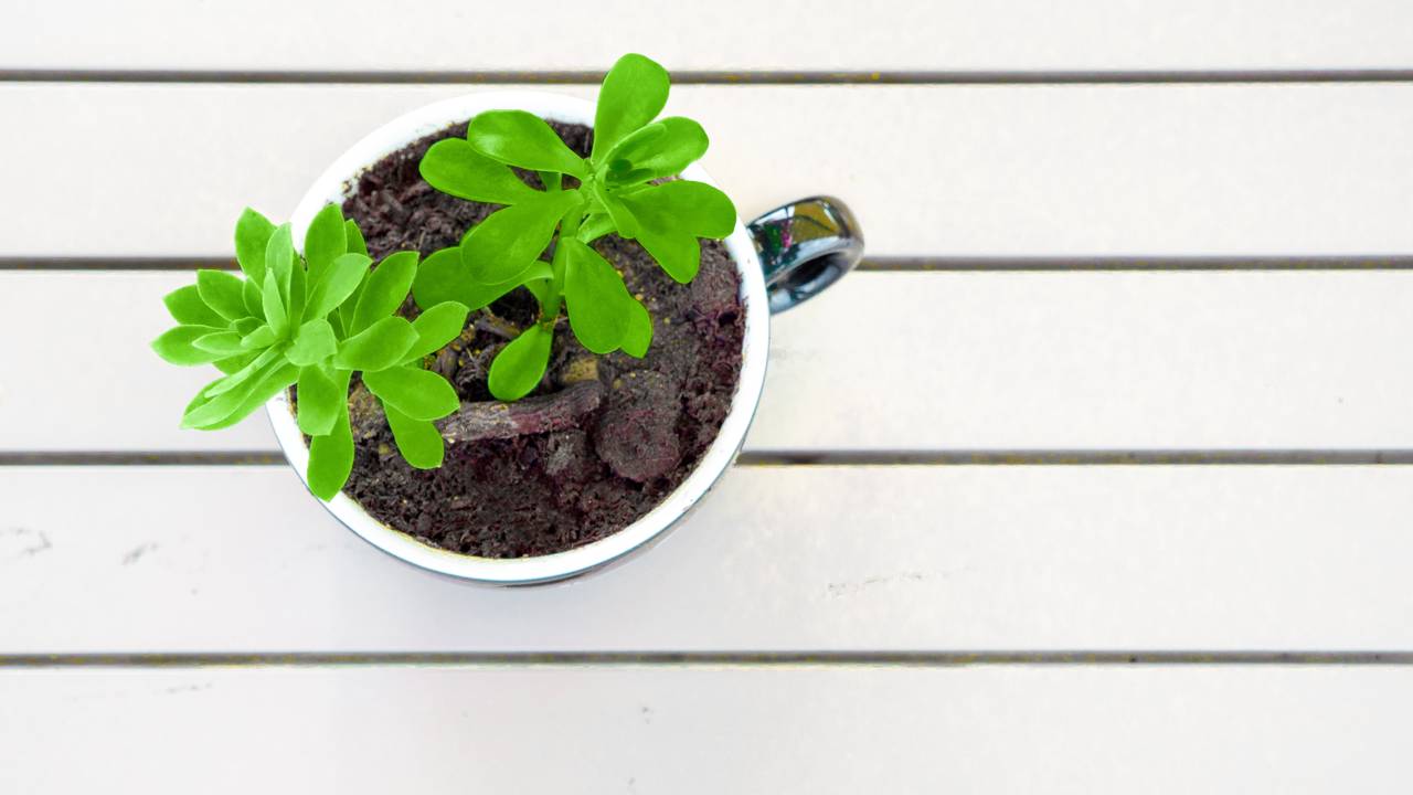 Segundo o feng shui, existe uma planta que traz sorte e harmonia pra casa