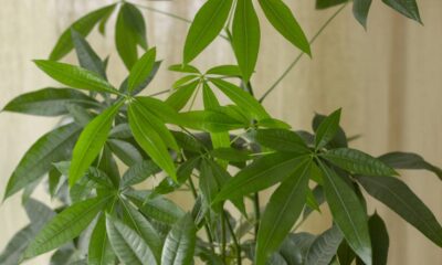 erros comuns podem estar matando sua árvore do dinheiro