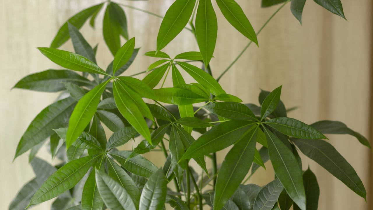 erros comuns podem estar matando sua árvore do dinheiro