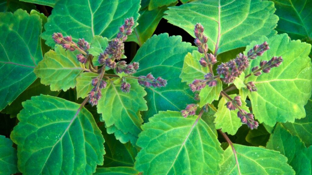 Essas plantas têm cheiro marcante e estão em perfumes de grife