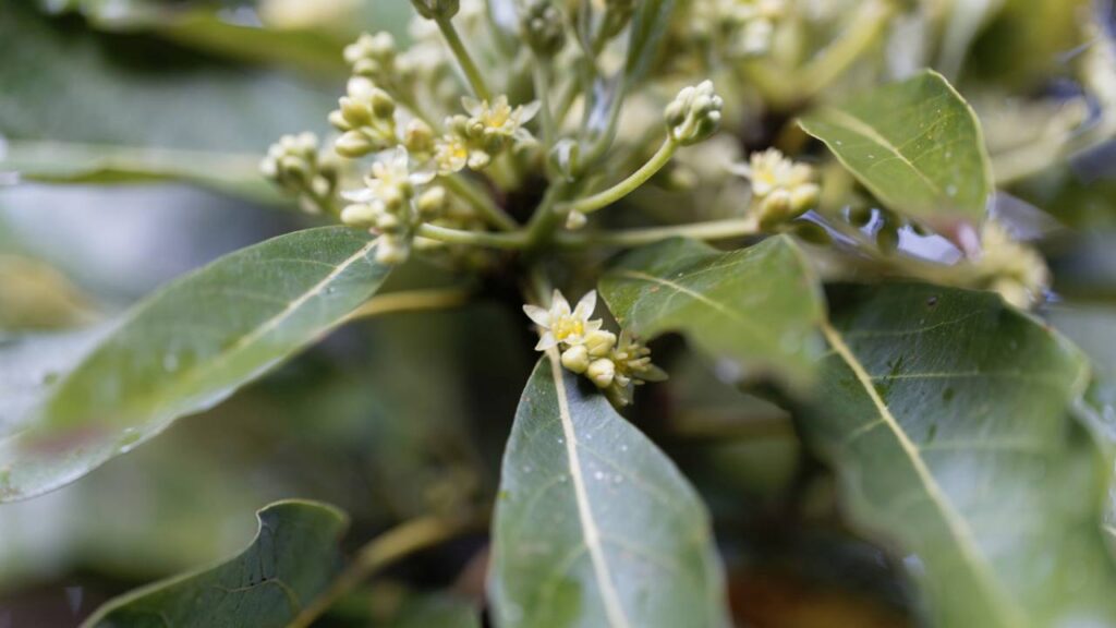 Abacateiro sem flores? Veja o que fazer antes da primavera