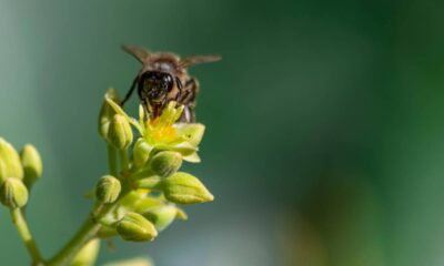 Abacateiro sem flores? Veja o que fazer antes da primavera