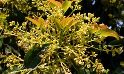 Como fazer o abacateiro frutificar antes do tempo