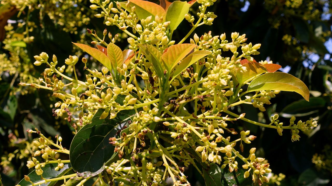 Como fazer o abacateiro frutificar antes do tempo