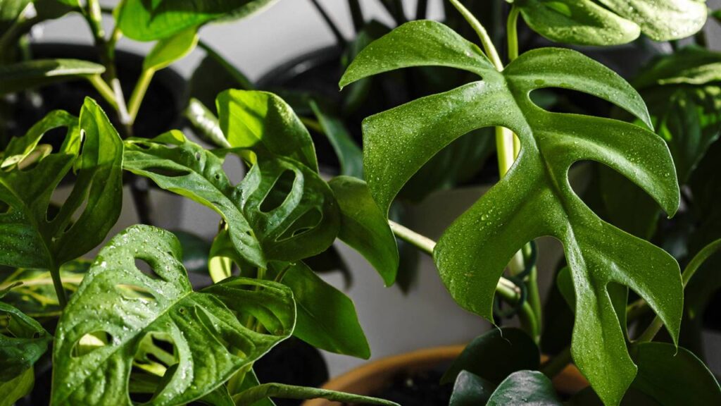 A planta queridinha do momento traz um toque tropical elegante