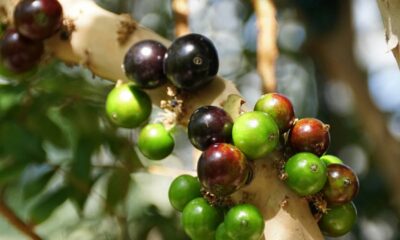 Dá pra ter jabuticaba em casa mesmo sem quintal com esse método fácil
