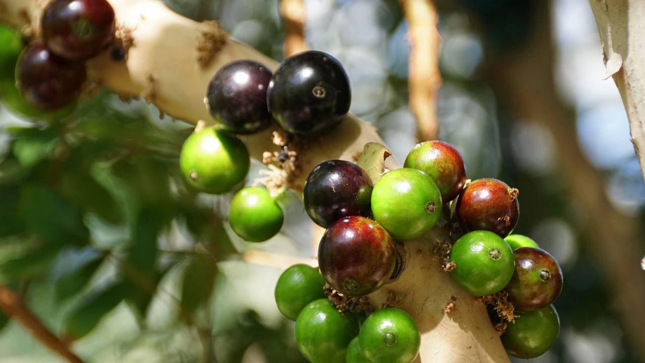 Dá pra ter jabuticaba em casa mesmo sem quintal com esse método fácil