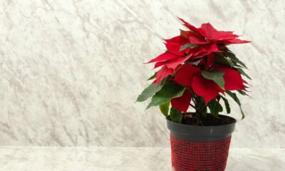 Se você deseja um jardim vibrante durante as festas de fim de ano, escolher as plantas certas é essencial. Algumas espécies florescem lindamente até o Natal, proporcionando