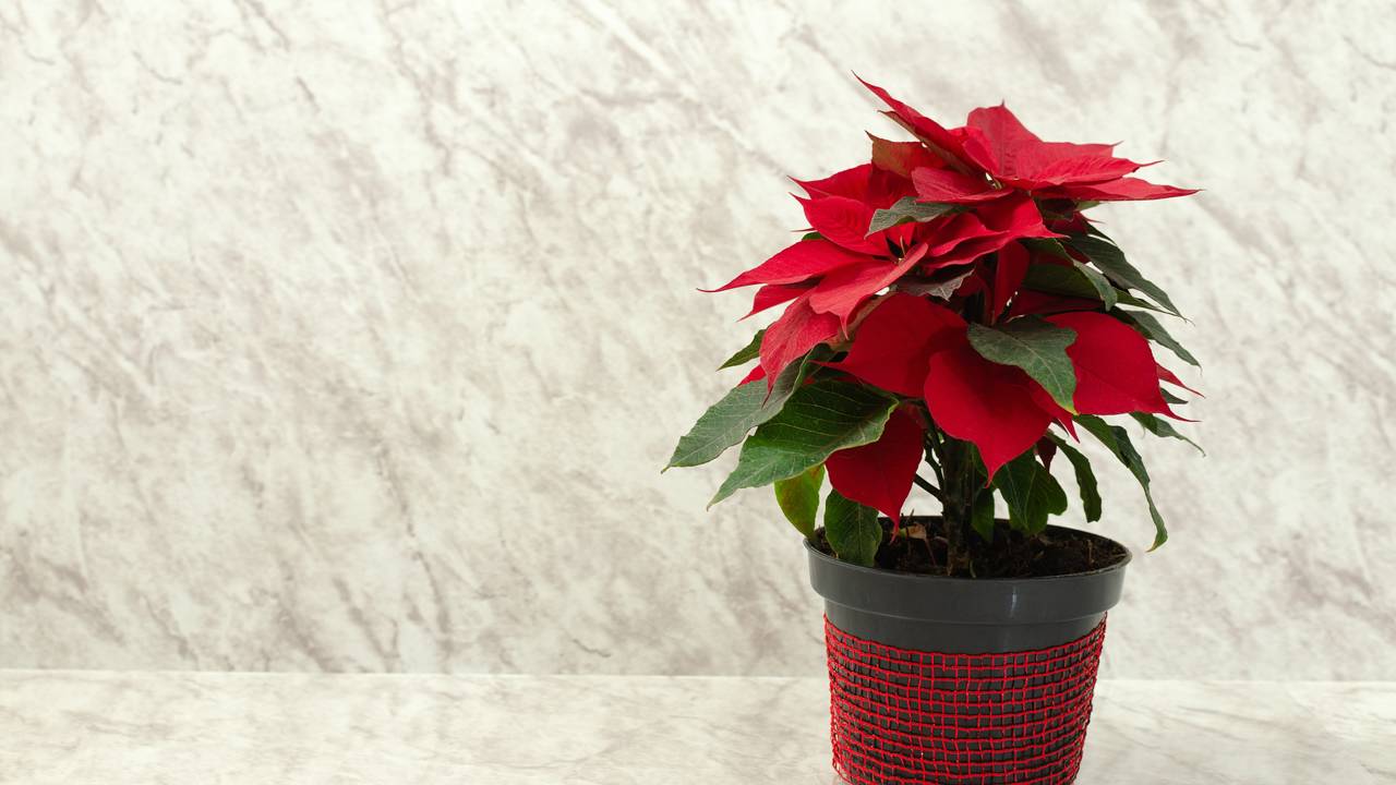 Se você deseja um jardim vibrante durante as festas de fim de ano, escolher as plantas certas é essencial. Algumas espécies florescem lindamente até o Natal, proporcionando