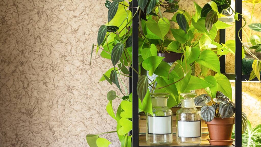 As plantas que trazem sensação de frescor para o ambiente