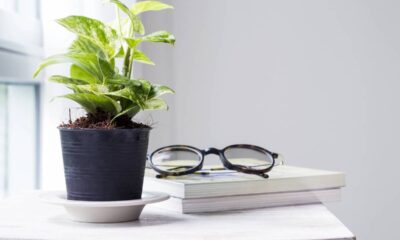 5 tipos de plantas perfeitas pra quem mora em apartamento