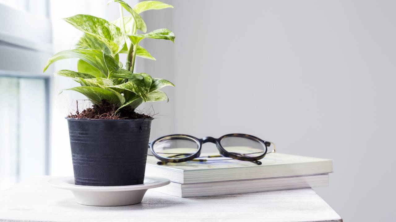 5 tipos de plantas perfeitas pra quem mora em apartamento