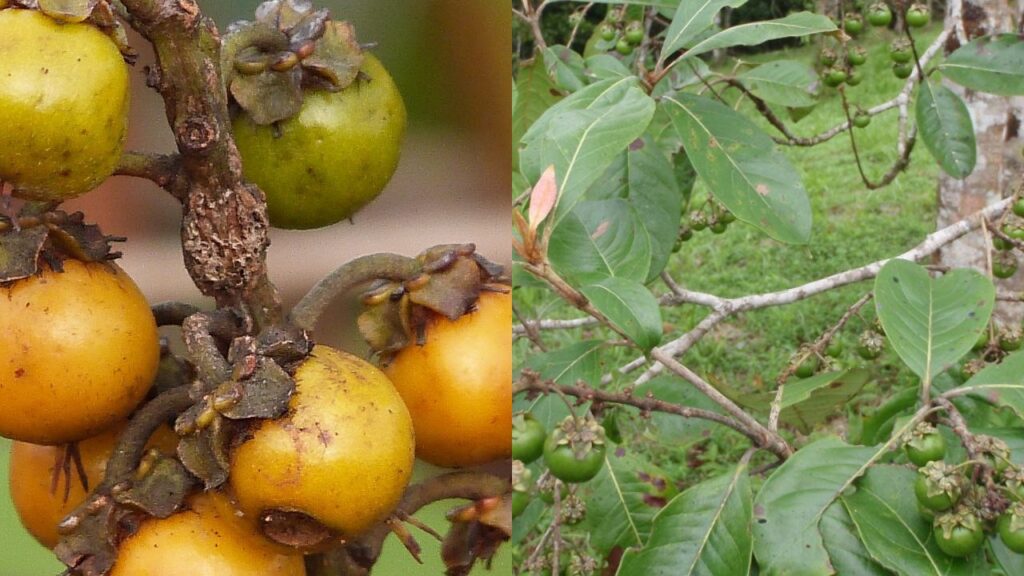 Quanto custa essa fruta tem sabor que mistura goiaba e caju e cresce fácil em casa