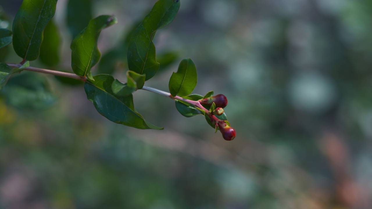 Romãzeira sem flores? Saiba o que pode estar atrapalhando o florescimento