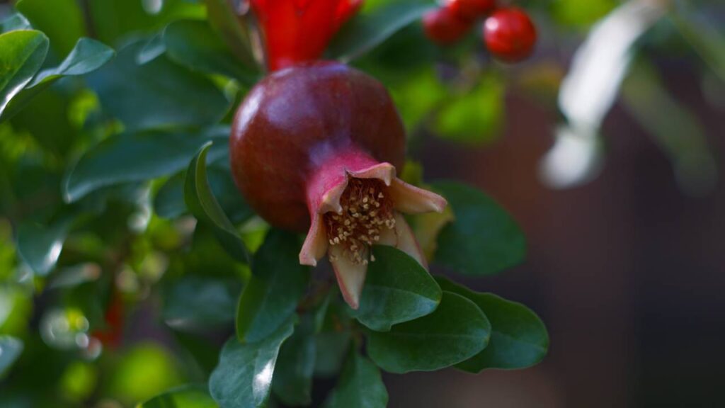 Romãzeira sem flores? Saiba o que pode estar atrapalhando o florescimento