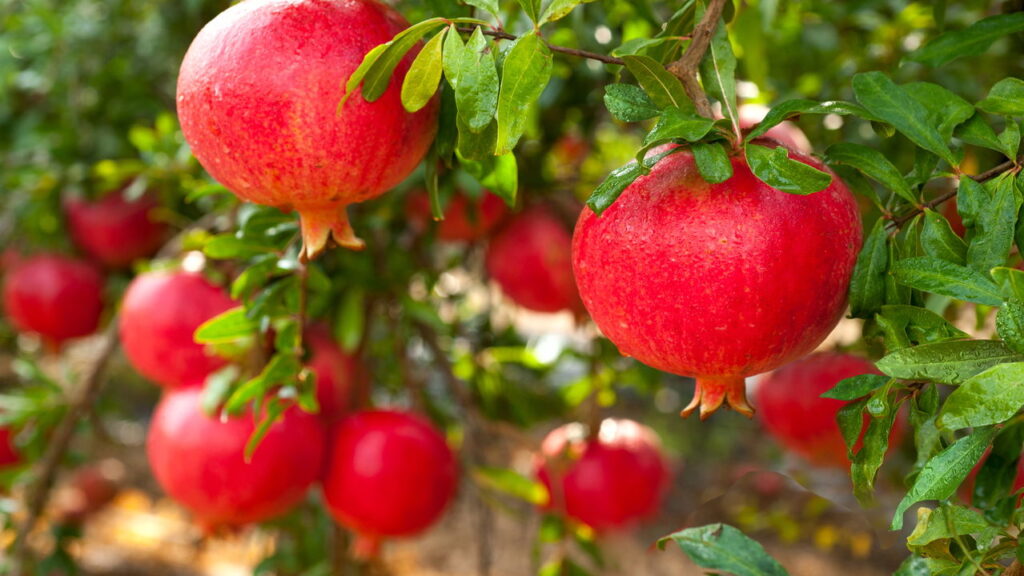 Árvores frutíferas perfeitas para quintais pequenos