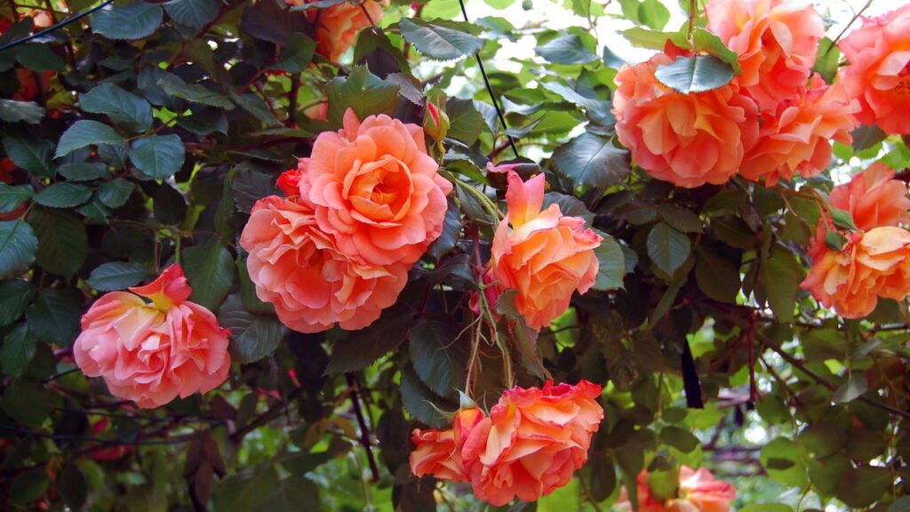 Setembro marca o início da primavera, tornando-se o mês ideal para revitalizar o jardim com flores que permanecem exuberantes até o verão