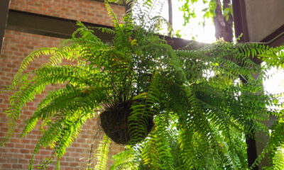 Varandas pequenas ganham charme e frescor com essas plantas