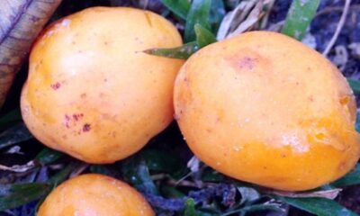 O cultivo de cajá mirim em casa é uma atividade gratificante e simples, podendo gerar uma colheita saborosa em pouco tempo