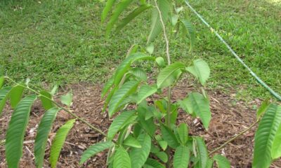 Quanto custa plantar biribá e colher frutos grandes