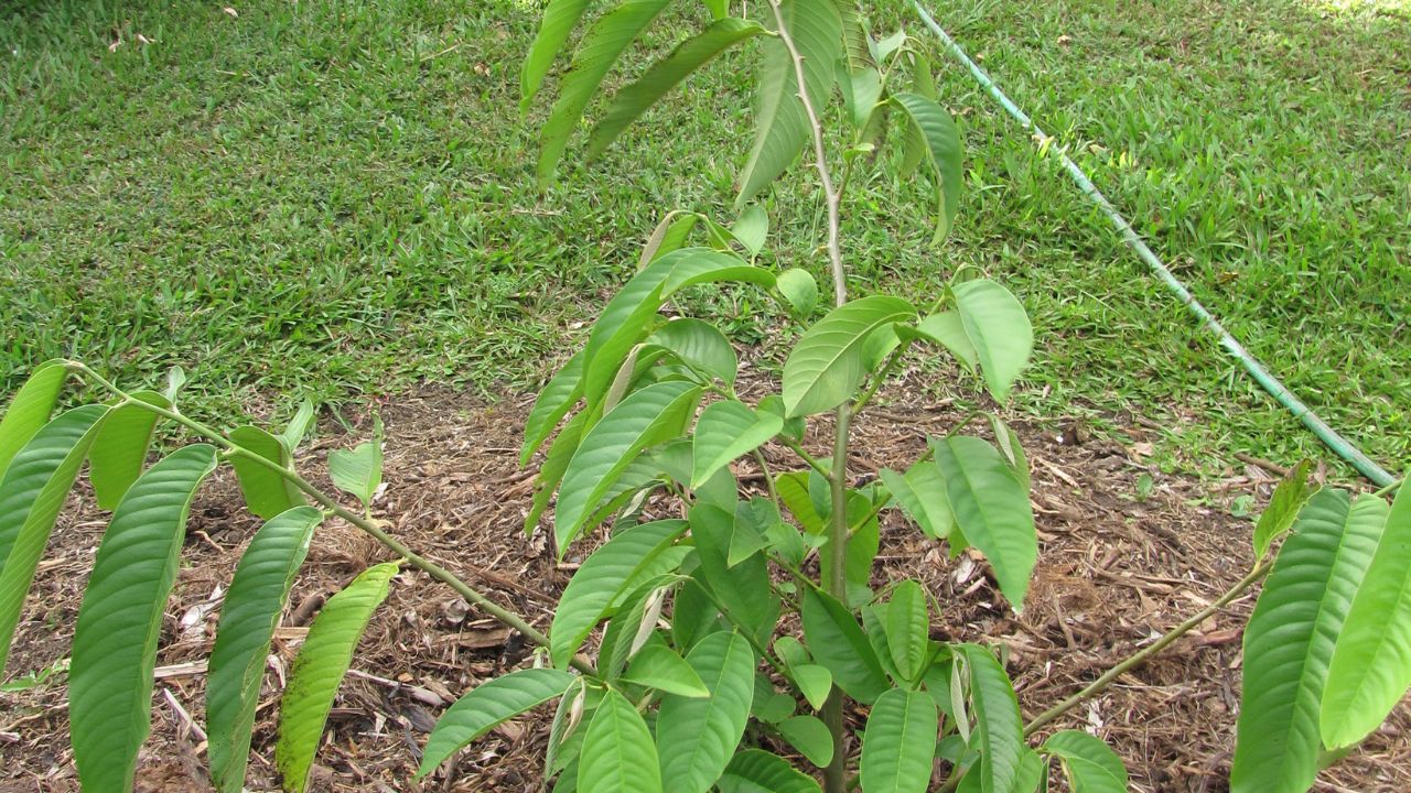 Quanto custa plantar biribá e colher frutos grandes