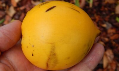 O abiu é uma fruta tropical deliciosa e muito apreciada, podendo ser cultivada em casa de maneira prática e eficiente