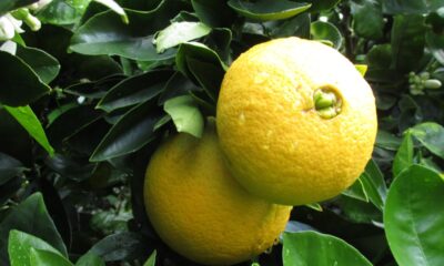 No município de Pirambu, em Sergipe, um impressionante recorde foi alcançado no mundo da citricultura: Ruben Gomes dos Santos, proprietário do Sítio Catu, colheu a maior laranja do Brasil, superando o recorde anterior homologado pelo RankBrasil ao atingir 3,44 kg e 77 cm de circunferência, resultado do uso de métodos naturais de cultivo.