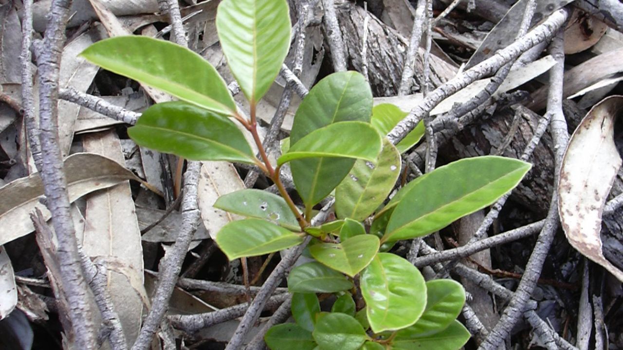 Quanto custa plantar araçá?