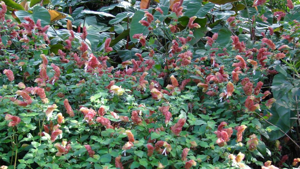 5 espécies que atraem beija-flores e borboletas para o jardim em casa