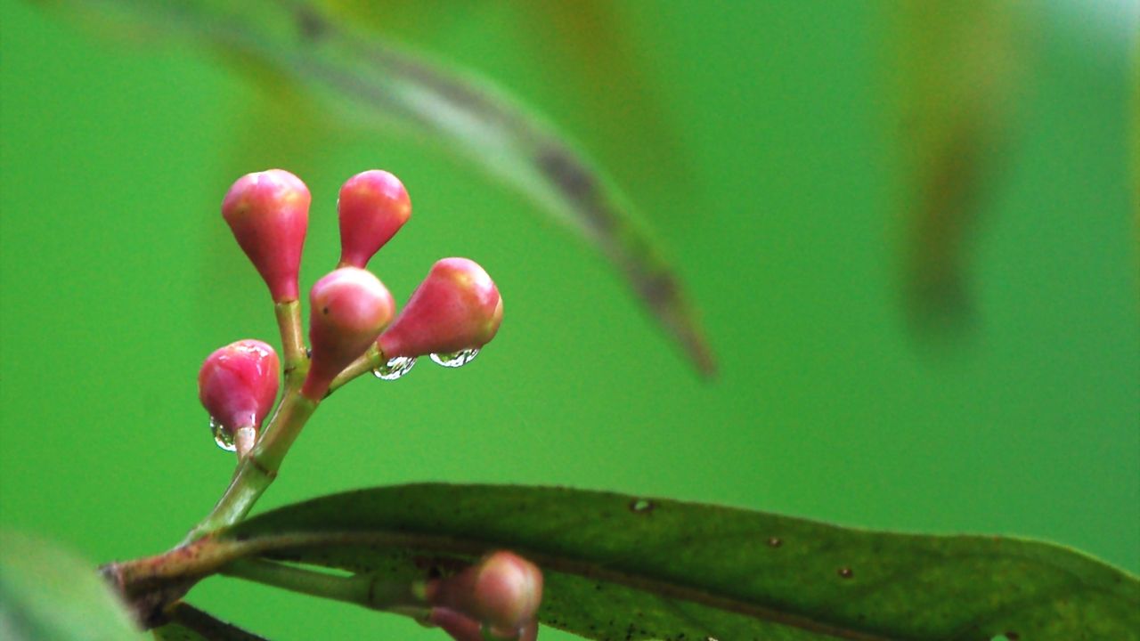O cultivo do jambo rosa em casa está cada vez mais em alta entre os amantes de jardins, especialmente por ser uma fruta apreciada e nutritiva