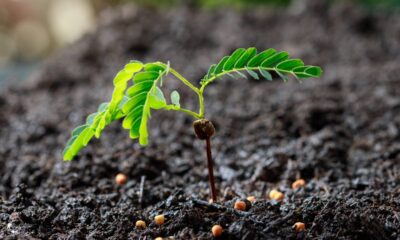 Tamarindo com raízes fracas? O erro pode estar no cuidado diário