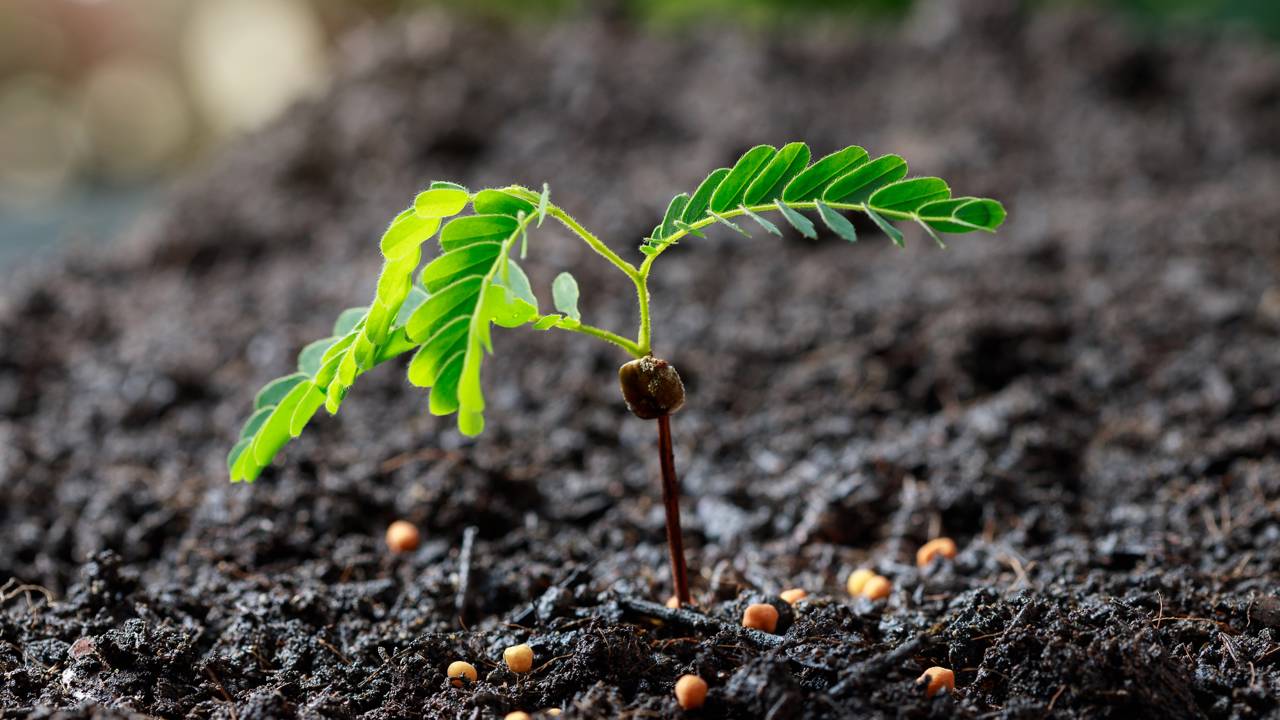 Tamarindo com raízes fracas? O erro pode estar no cuidado diário