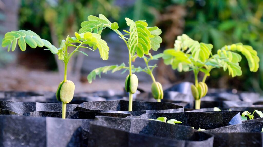 Tamarindo com raízes fracas? O erro pode estar no cuidado diário