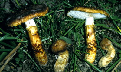 Esse cogumelo vale até 200.000 por quilo e cresce de graça em florestas