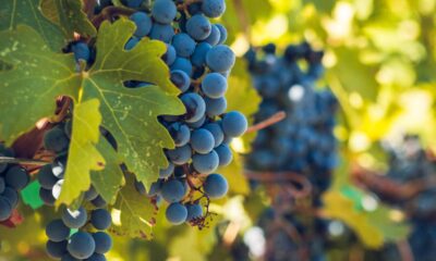 Como plantar uva-itália e cuidar dos galhos para maior produção