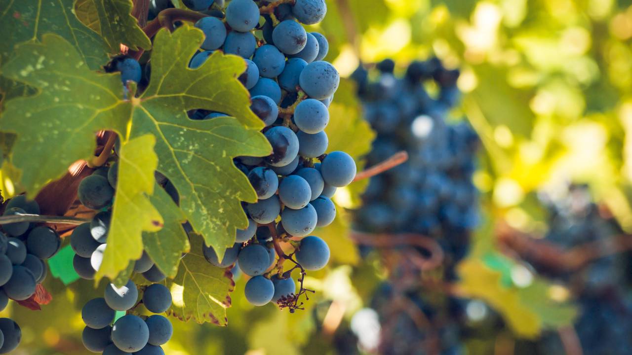 Como plantar uva-itália e cuidar dos galhos para maior produção