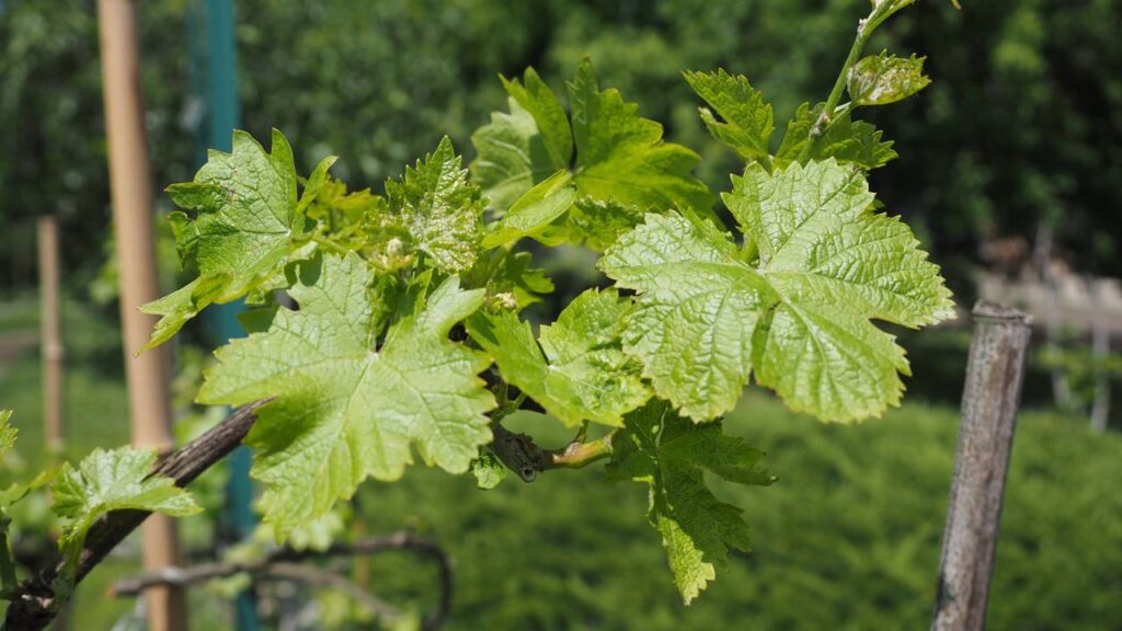 Como plantar uva-itália e cuidar dos galhos para maior produção