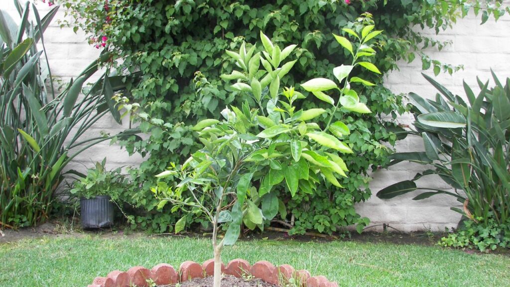 Como plantar laranja-baía e evitar que as folhas fiquem amareladas em casa