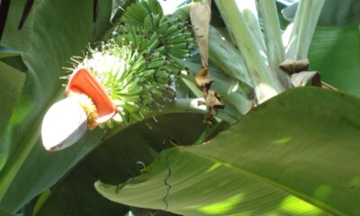 Como plantar banana-prata em casa e colher cachos grandes e bem docinhos