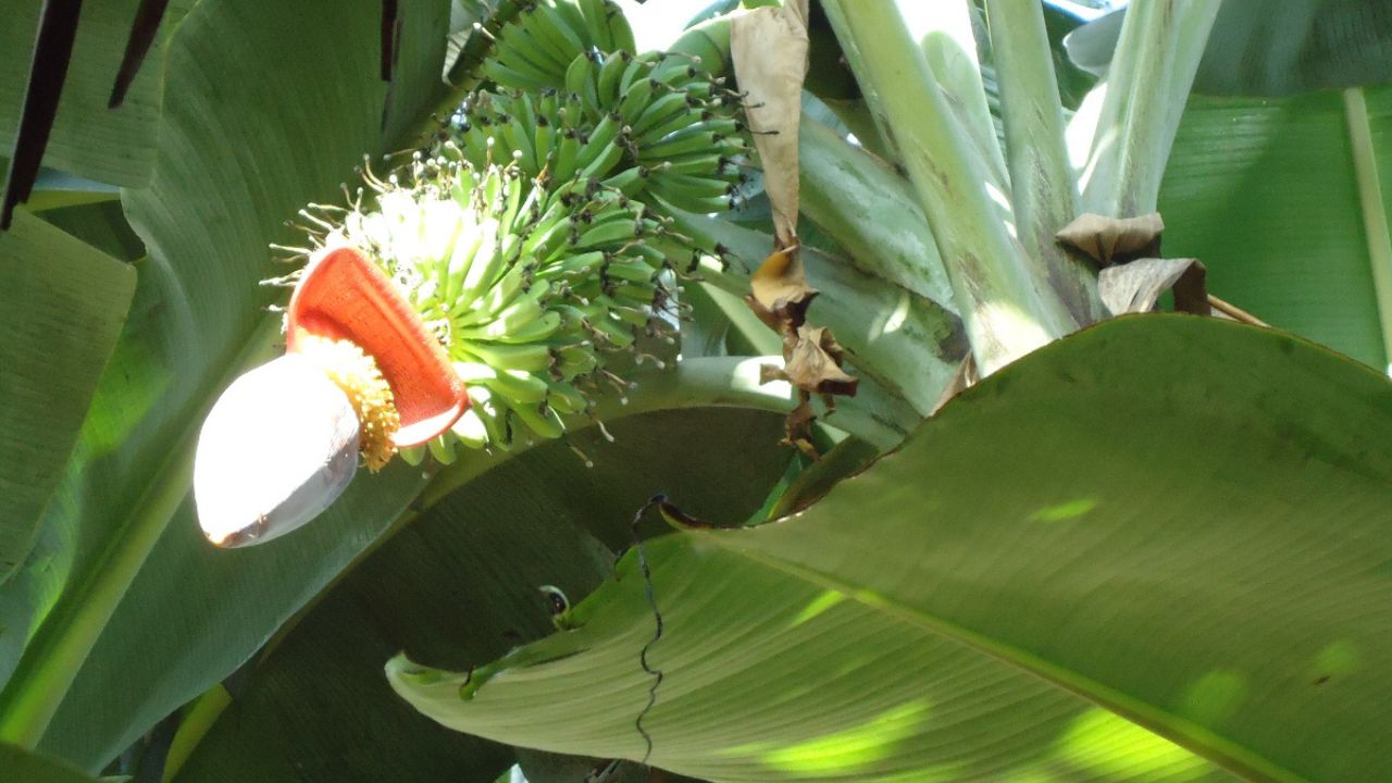 Como plantar banana-prata em casa e colher cachos grandes e bem docinhos