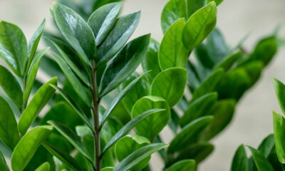 Plantas que atraem sorte segundo o Feng Shui para sua casa