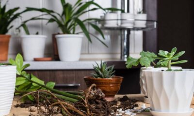 As plantas que trazem sensação de frescor para o ambiente