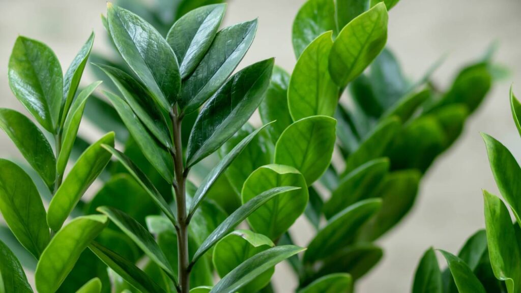 Cinco plantas perfeitas para quem quer uma casa mais verde sem muito trabalho