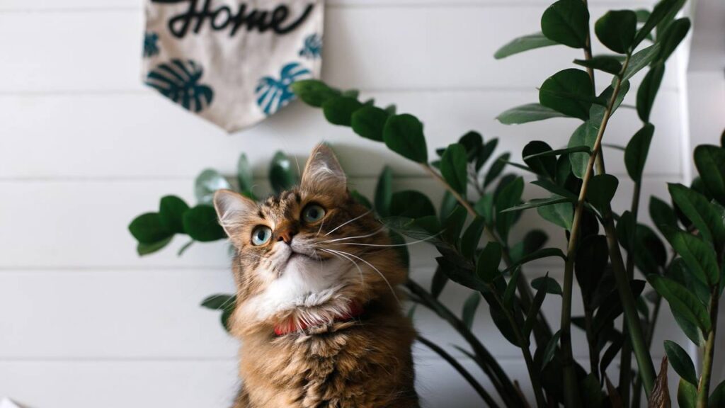 Algumas plantas adoram sombra e crescem lindas mesmo sem muito sol direto