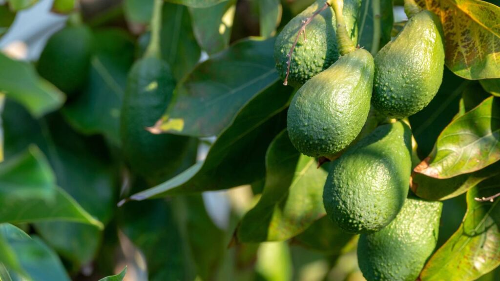 Plantar abacate em casa pode parecer desafiador, mas, seguindo orientações práticas, você poderá colher frutos abundantes e de excelente sabor