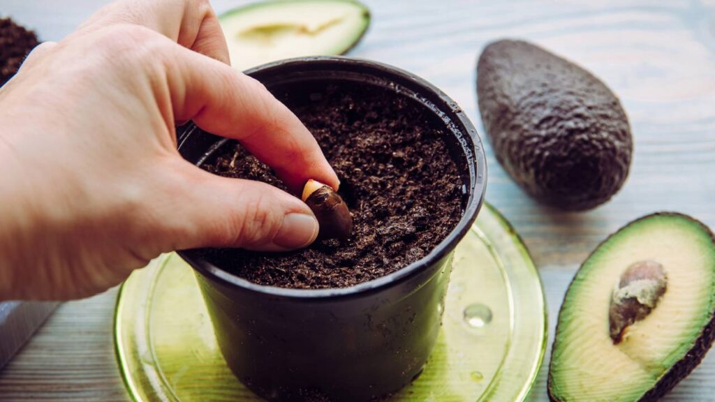 Quanto custa plantar um abacate?