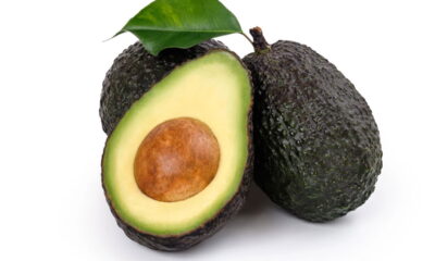 Aprender a cultivar abacate em casa é uma experiência gratificante, além de ser possível adaptar o cultivo às condições do seu quintal ou até mesmo em vasos grandes