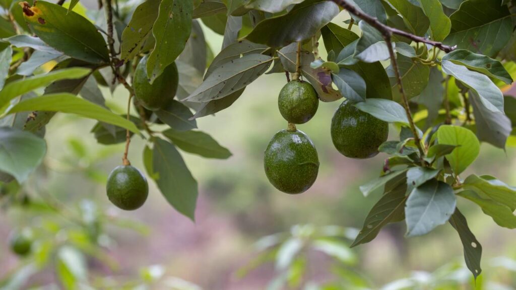 Como fazer o abacateiro frutificar antes do tempo