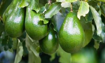 O que realmente significa quando o abacateiro demora a frutificar