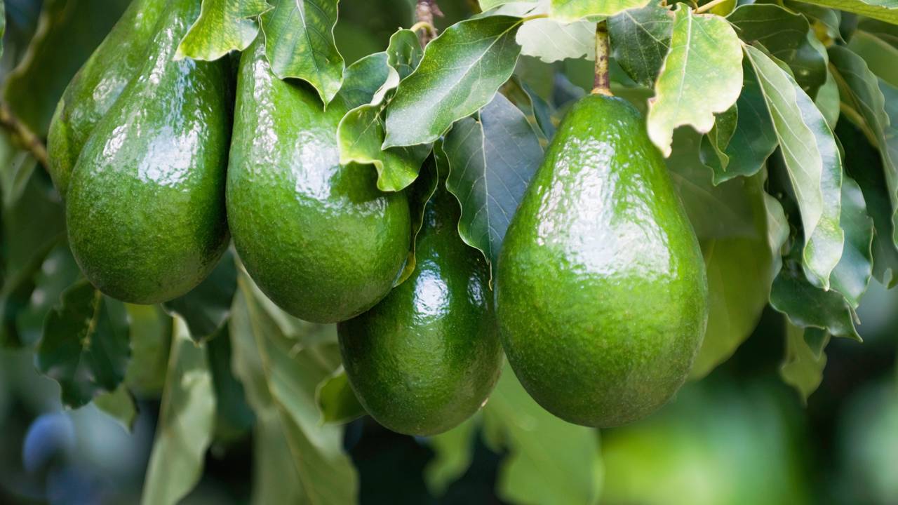 O que realmente significa quando o abacateiro demora a frutificar